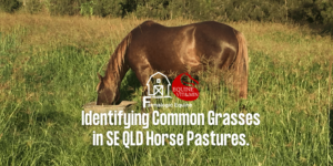 Identifying Common Grasses in SE QLD Horse Pastures