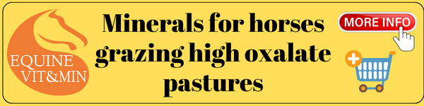 Minerals for horses grazing high oxalate pasture