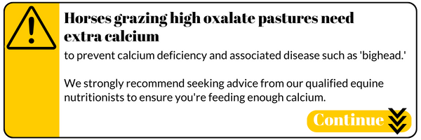 Horses grazing high oxalate pastures need extra calcium to prevent calcium deficiency and associated disease such as 'bighead.' We strongly recommend seeking advice from our qualified equine nutritionists to ensure you're feeding enough calcium.